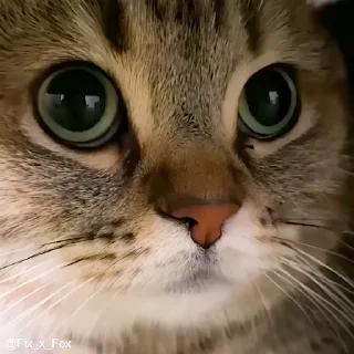 Стікер cat unic mass 👍
