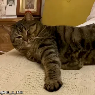Стікер cat unic mass 🥱