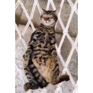Стікер cat unic mass ☺️