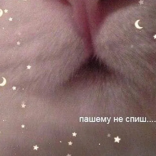Telegram Sticker «кис кис я котик ты котик» 😡