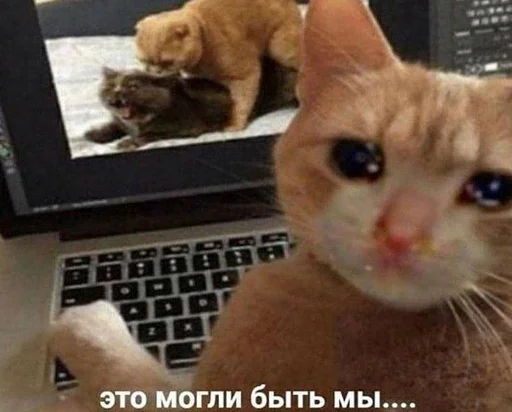Telegram Sticker «кис кис я котик ты котик» 😔