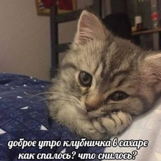 Telegram Sticker «кис кис я котик ты котик» 🥺