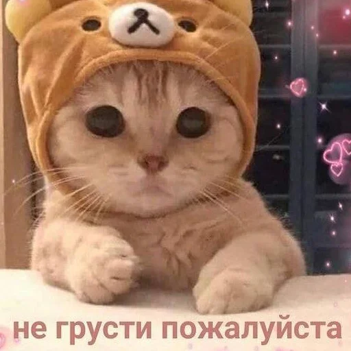 Telegram Sticker «кис кис я котик ты котик» 🥺