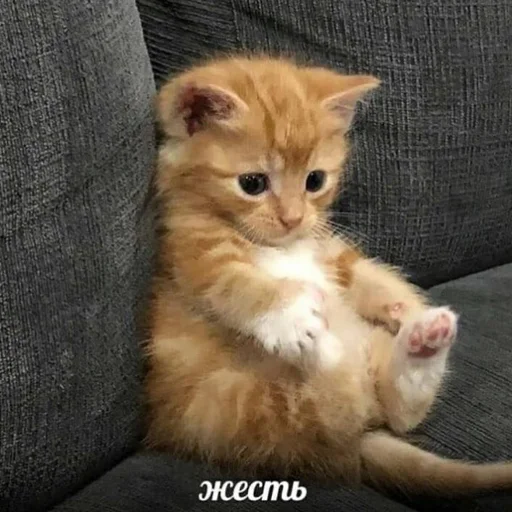 Telegram Sticker «кис кис я котик ты котик» 🪦