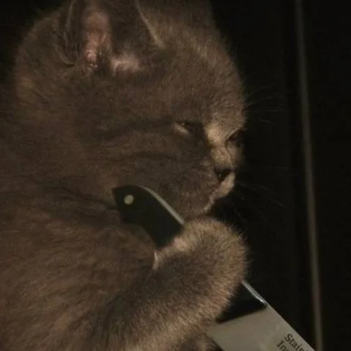 Telegram Sticker «кис кис я котик ты котик» 🔪