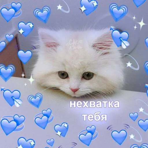 Стікер Telegram «Котики» 💙