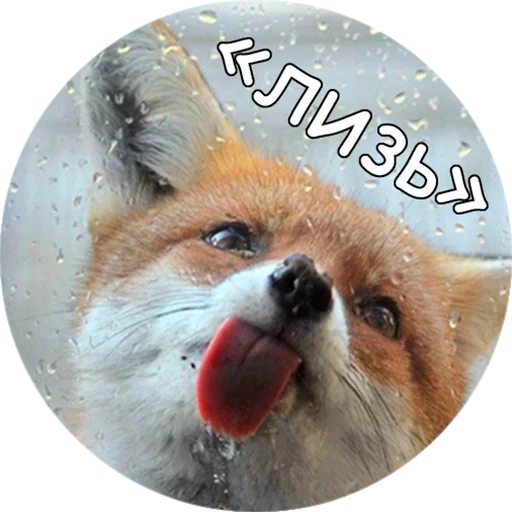 Telegram stiker «Лисички» 😝