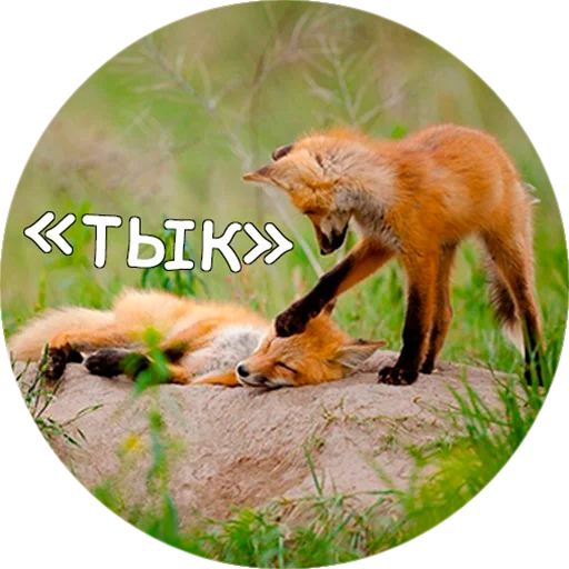 Telegram stiker «Лисички» 😍
