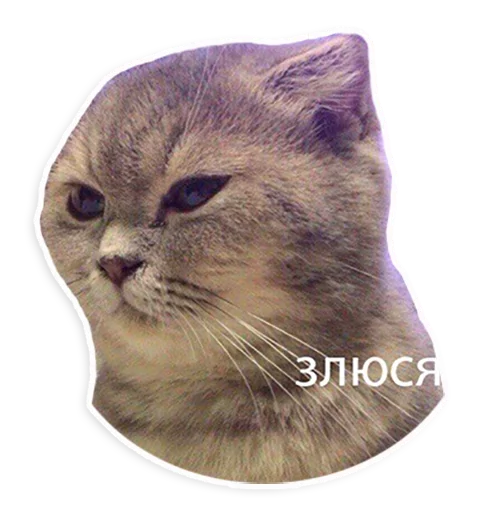 Стікер Telegram «Caters Gonna Cate» 😒