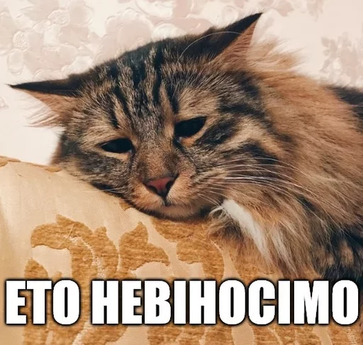 Стікер Caters Gonna Cate 😞