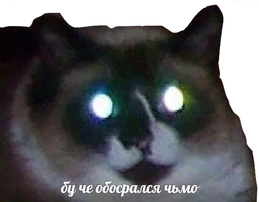 Стікер Caters Gonna Cate 😈