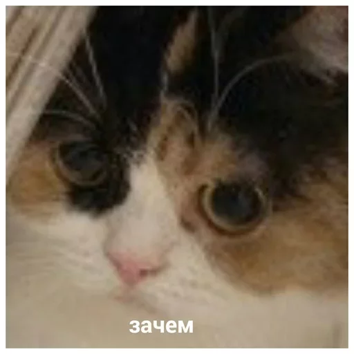 Емодзі Caters Gonna Cate 😕