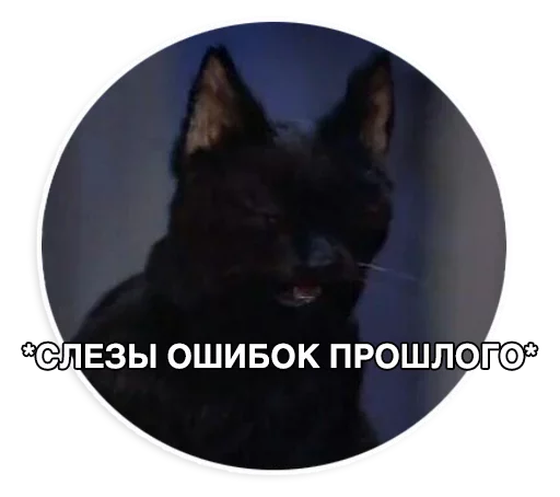 Стікер Caters Gonna Cate 😿