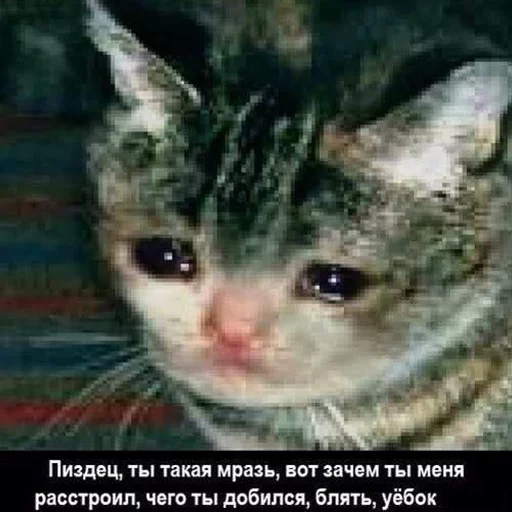 Стікер Caters Gonna Cate 😢