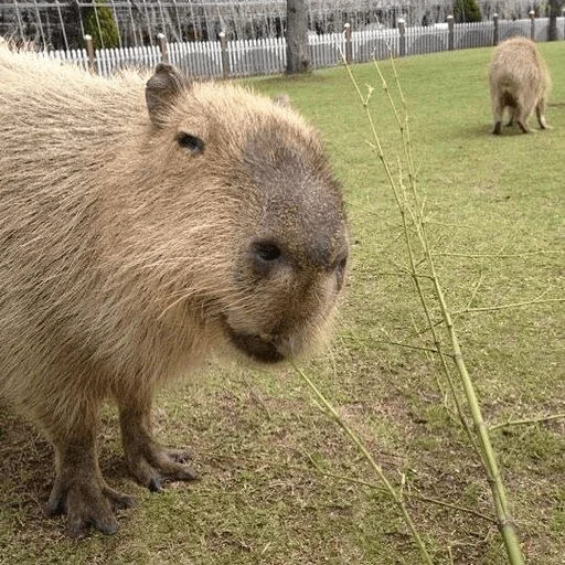 Capybara? sticker 😏