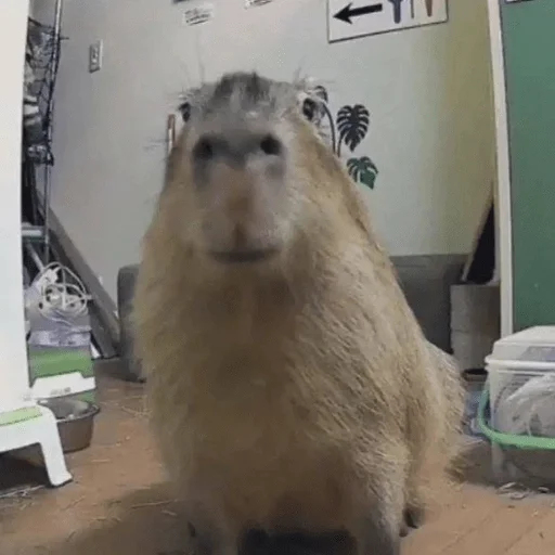 Capybara? stiker 😐