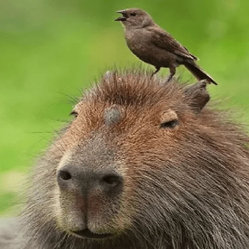 Стикер Capybara? 😑