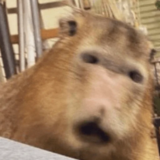 Стикер Capybara? 🤯