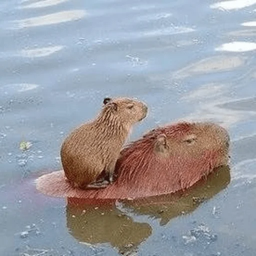 Capybara? sticker 👥