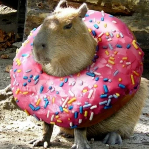 Capybara? stiker 🍩