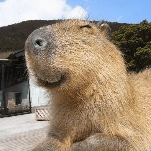 Стикер Capybara? 😄