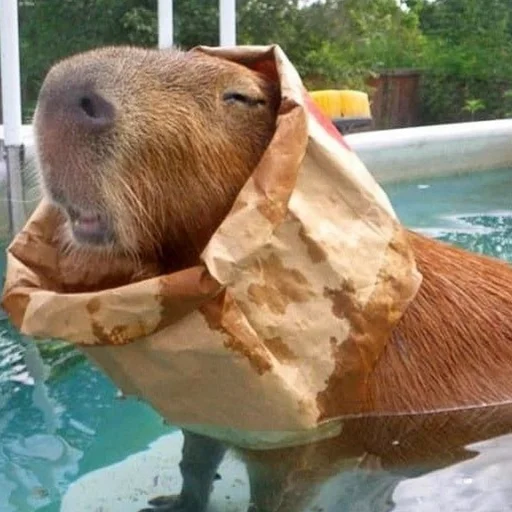 Стикер Capybara? 🏊