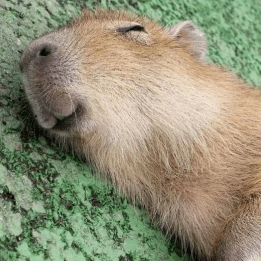 Стикер Capybara? 😴