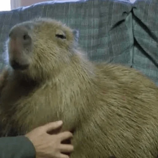 Capybara? emoji 😌
