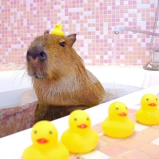 Capybara? stiker 🛀