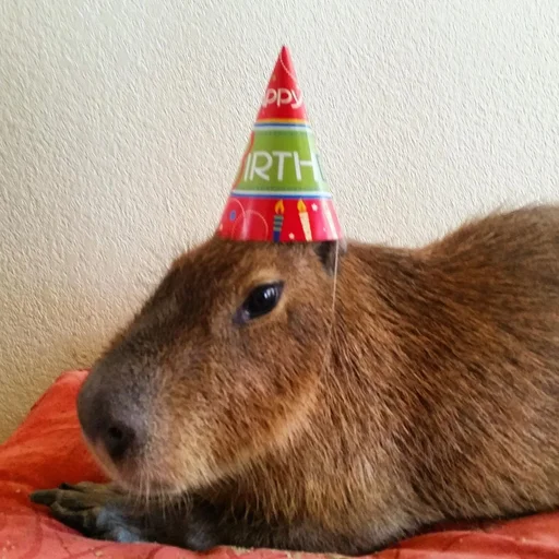 Capybara? stiker 🎂
