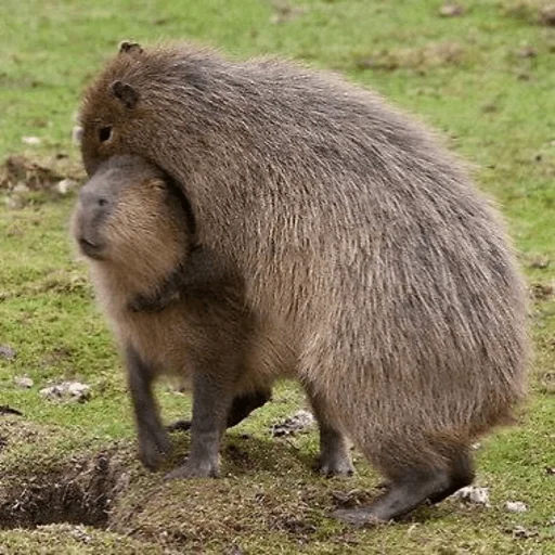 Capybara? sticker 😘