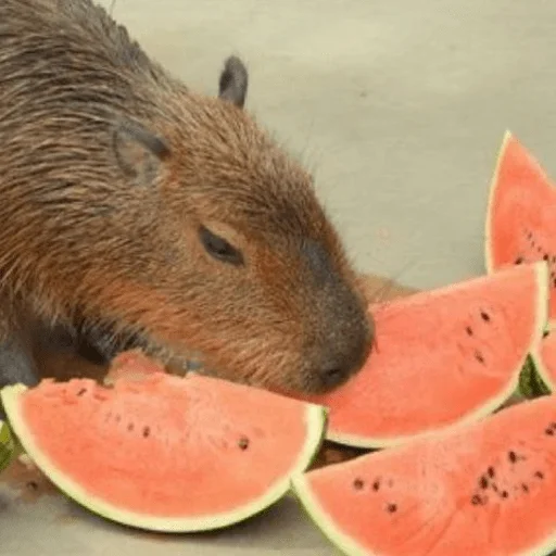 Capybara? emoji 🍉