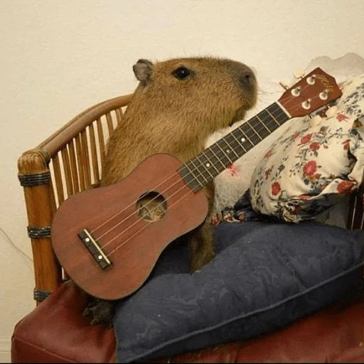 Стікер Capybara? 🎸