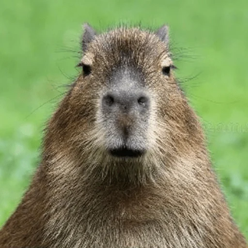 Capybara? stiker 😡