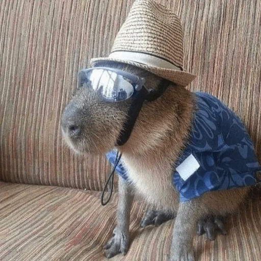 Стикер Capybara? 🤠