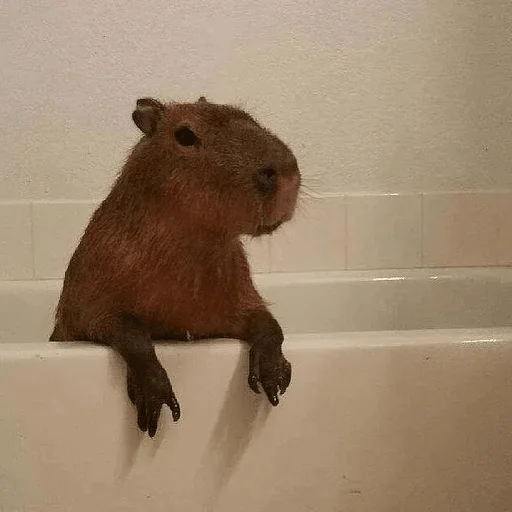 Capybara? emoji 🛁