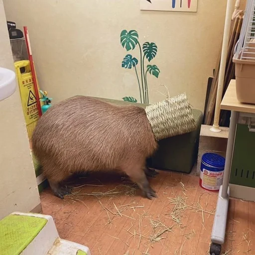 Стікер Capybara? 📦