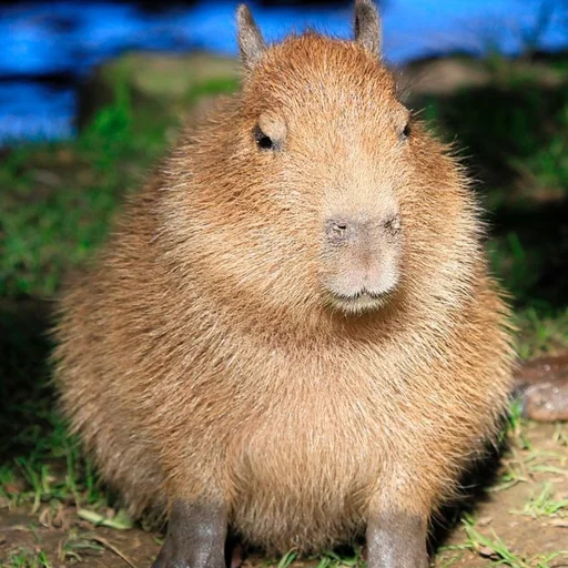 Telegram Sticker «Capybara?» ☺️