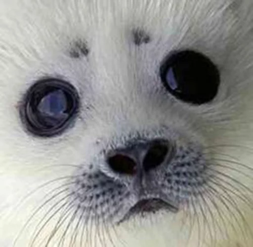 Стікер Seals | Тюлени 🙃
