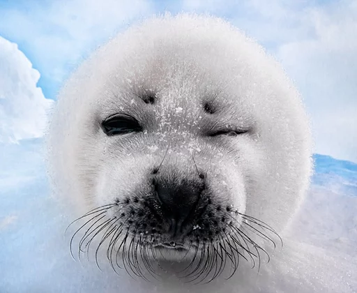 Стикер Seals | Тюлени 😉