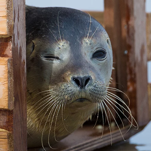 Стикер Telegram «Seals | Тюлени» 😉