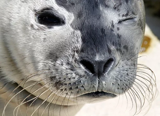Seals | Тюлени sticker 😉
