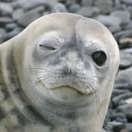 Seals | Тюлени stiker 😉