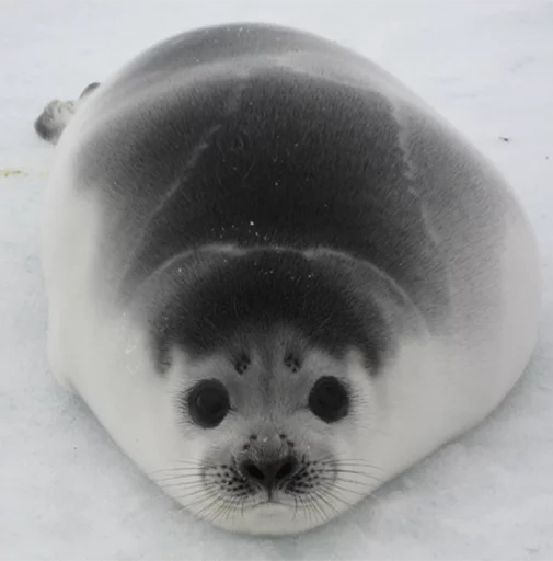 Seals | Тюлени sticker 🍙