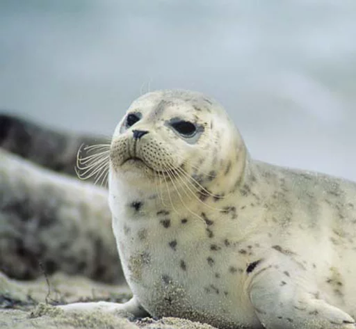 Стікер Seals | Тюлени 🙂