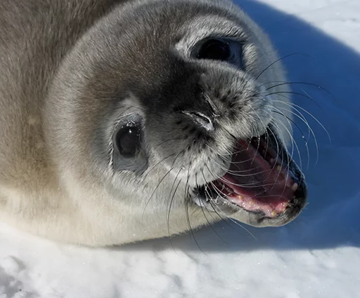 Seals | Тюлени sticker 😃