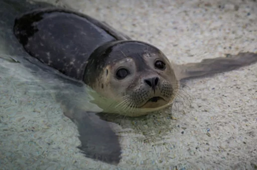 Seals | Тюлени sticker 🏝