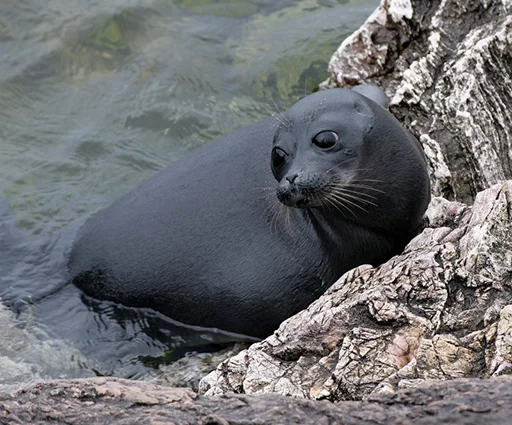 Seals | Тюлени sticker 🙄