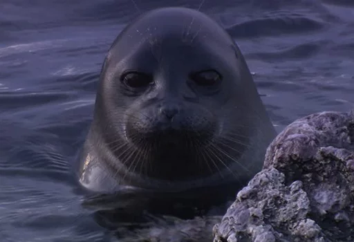 Telegram Sticker «Seals | Тюлени» 😐