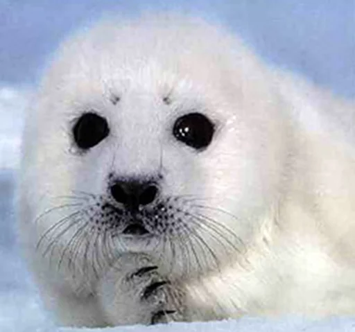 Seals | Тюлени sticker 🤔